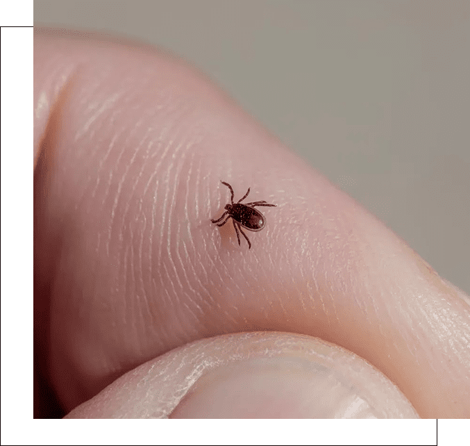 A close up of a person 's finger with an insect on it