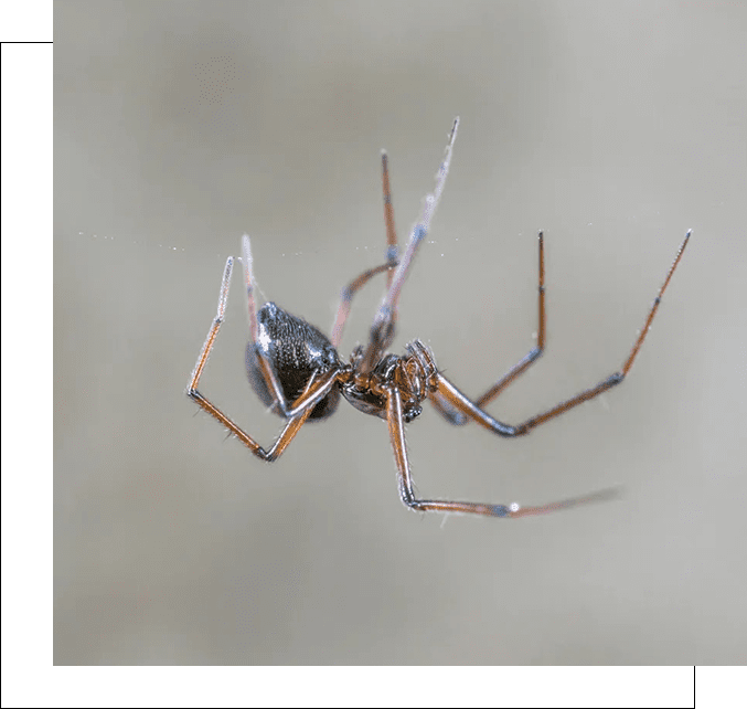 A spider is sitting on the ground in front of a wall.