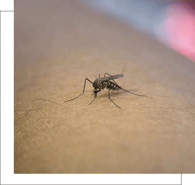 A mosquito is sitting on the floor.