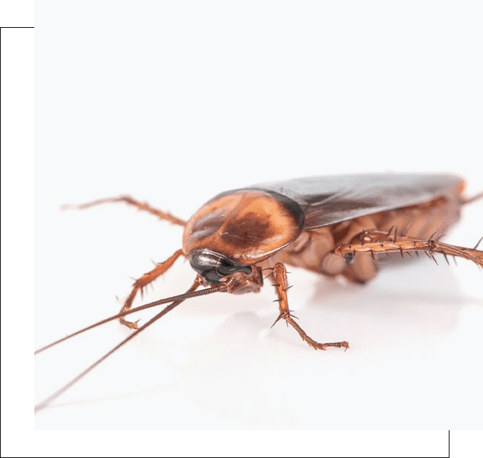 A close up of a cockroach on a white surface