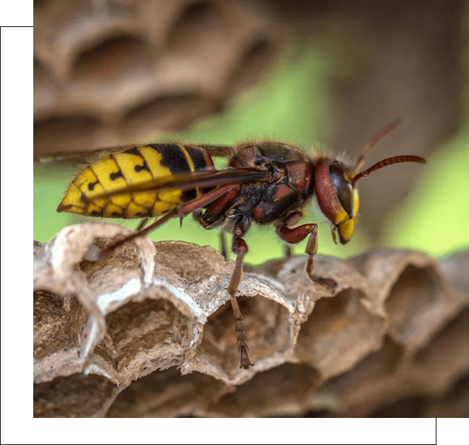 A wasp is sitting on the top of a paper cone.