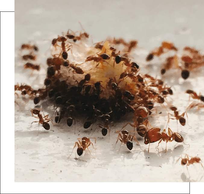 A group of ants that are sitting on the ground.