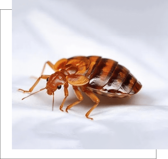 A close up of a bed bug on the ground